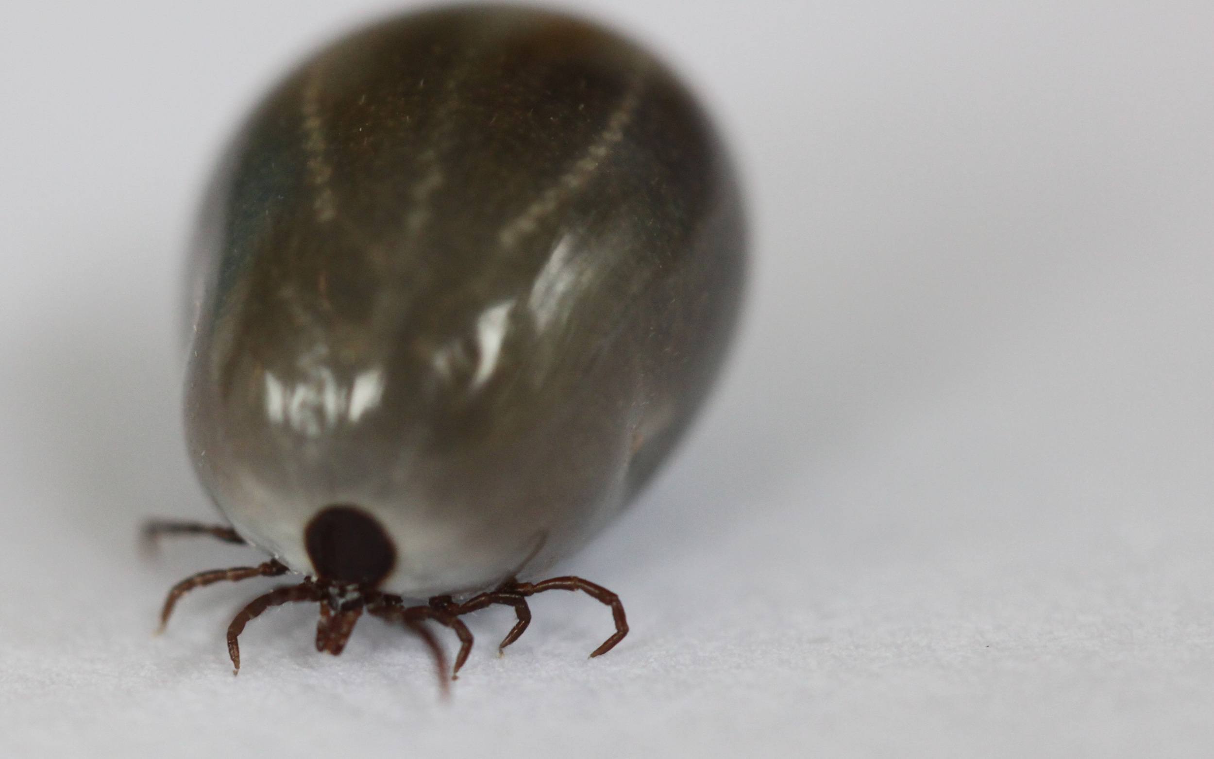 Fästing | Borrelia symptom, behandling och diagnos i Sverige